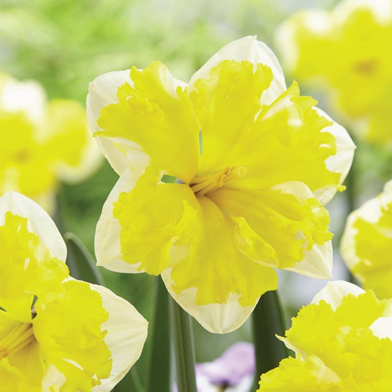 Banana Splash Narcissus Fall Flowering Bulbs Wilco Farm Stores