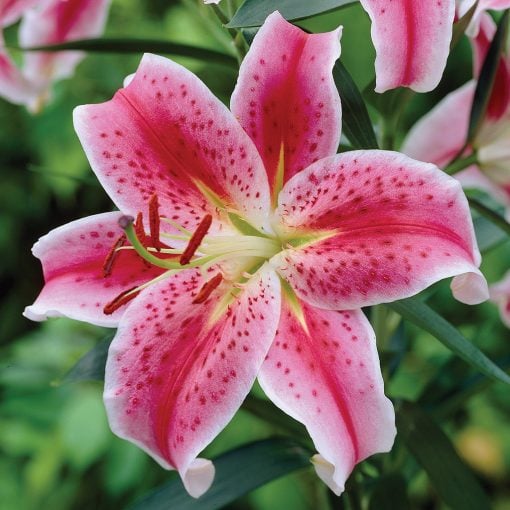 Stargazer Lily Fall Planting Flower Bulbs - Wilco Farm Stores