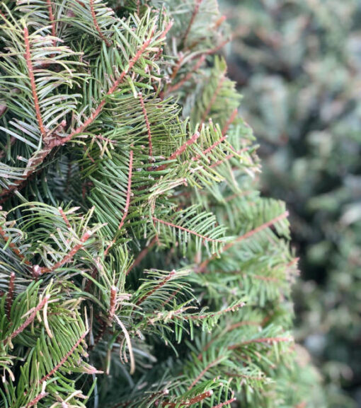 Northwest Grown Premium Fresh Cut Grand Fir Christmas Tree