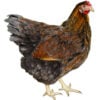 Blue Laced Red Wyandotte Pullet