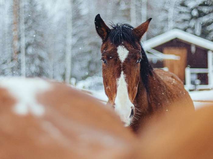 winter-horse-care