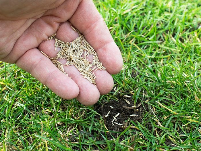 Seeding Your Lawn