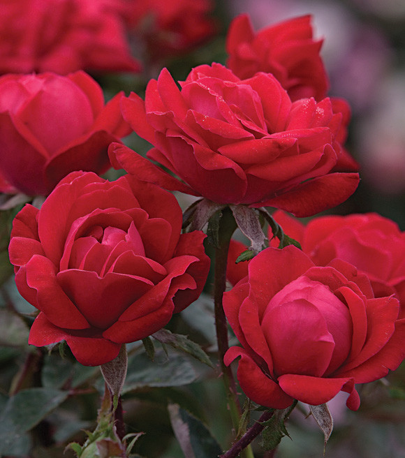 3gal Potted Rose Plant, Double Knock Out - Wilco Farm Stores