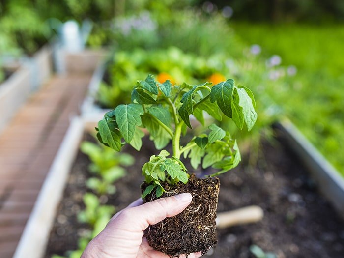 Planning and Planting Raised Beds Blog - 4" Vegetable Start