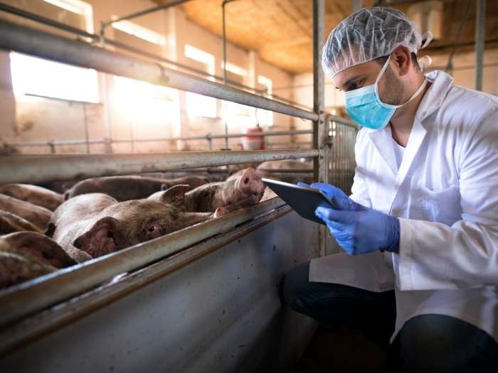 feature-image-Veterinarian-at-pig-farm-with-tablet-computer