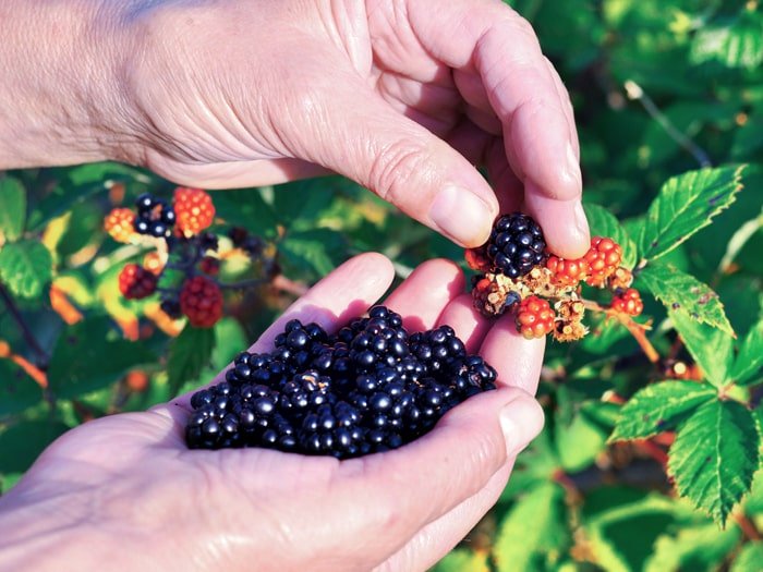 picking sun-warmed blackberries