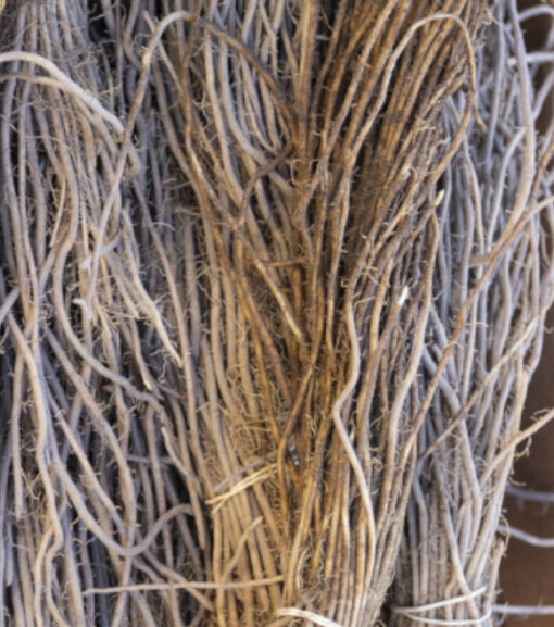 Asparagus Root Bundle