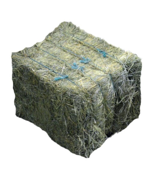 Orchard Grass Hay Bale