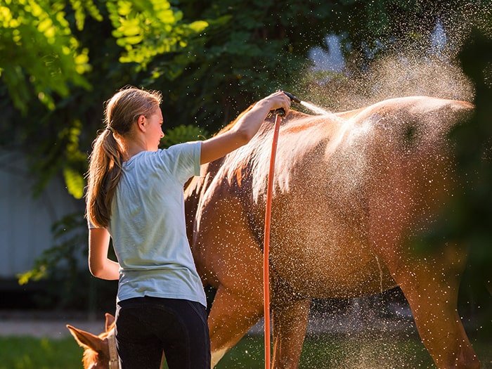 How to Give your Horse a Bath