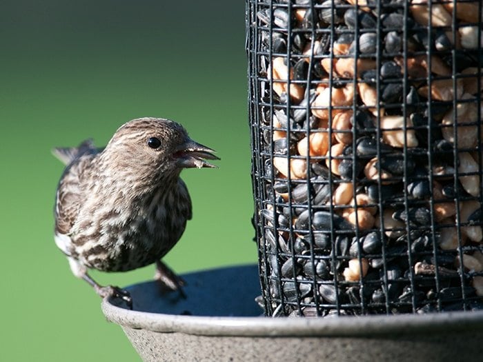 Cleaning for Healthy Backyard Birds