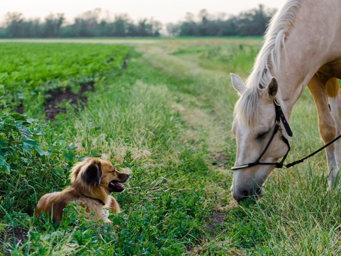 Dog With Horse