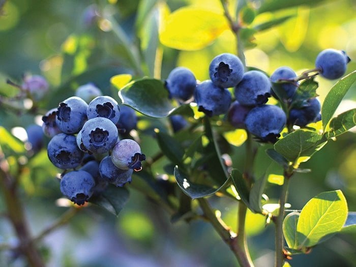 Growing Blueberries Blog