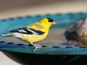 Birdscaping Your Garden-Darcy Blog