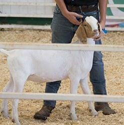 Wilco Product Category Livestock Show & Grooming Supplies