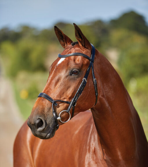 Collegiate ComFiTec Full Leather Training Bridle - Wilco Farm Stores