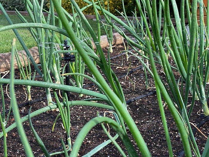 Keeping Plants Healthy in the Heat Blog - Growing Onions
