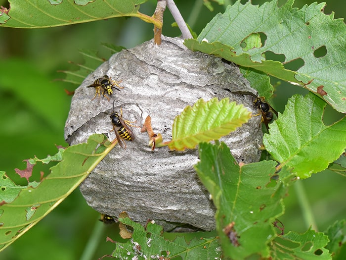 yellow jacket nest in low tree-bush - Yellowjack Control