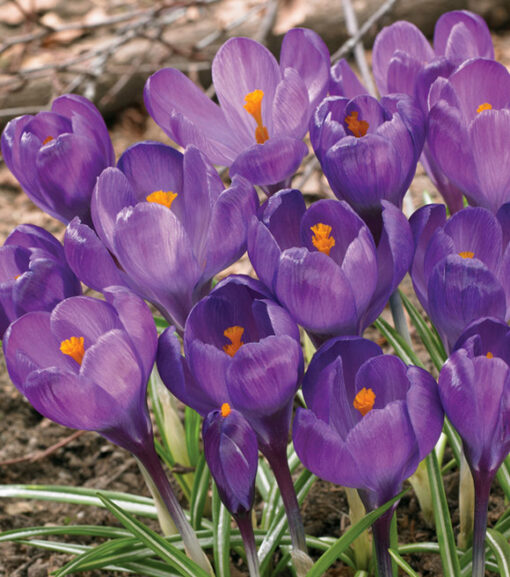 Large Flowering Flower Record