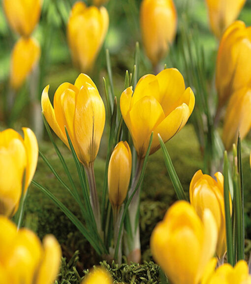 Large Flowering Yellow Mammoth