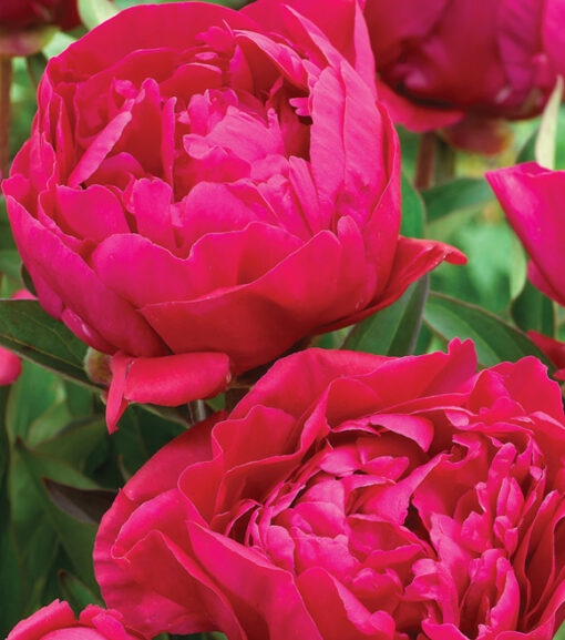 Karl Rosenfield Peony