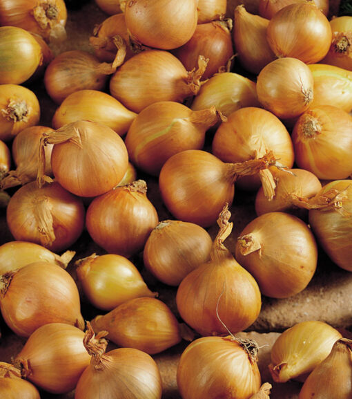 Shallots Yellow