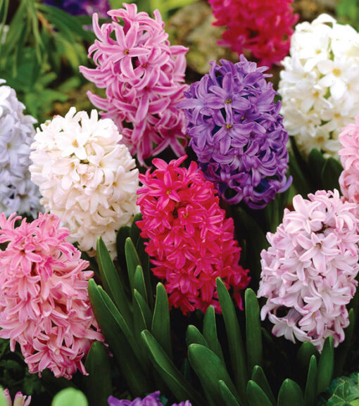 Hyacinth Mix