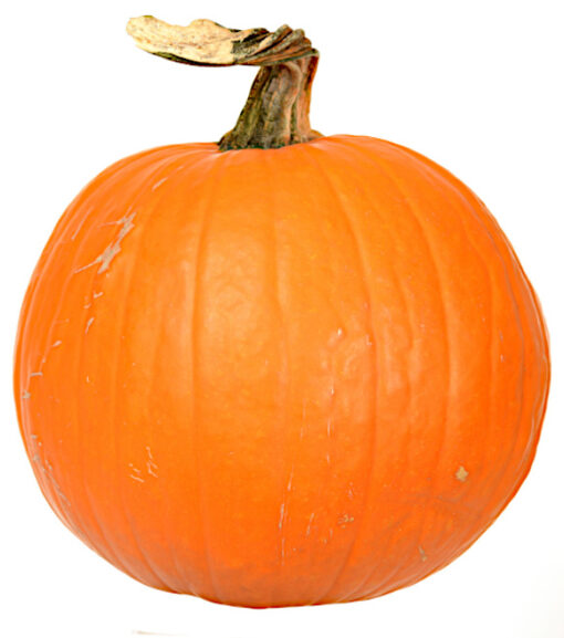 Medium Carving Pumpkin Average 18lb
