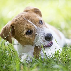 Dog Treats