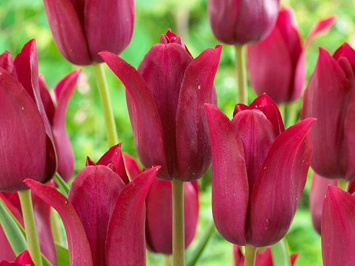 Falling for Bulbs Darcy Blog - Tulip Merlot