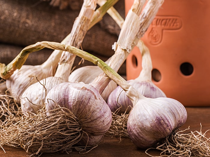 Fresh garlic - Planting Garlic Blog