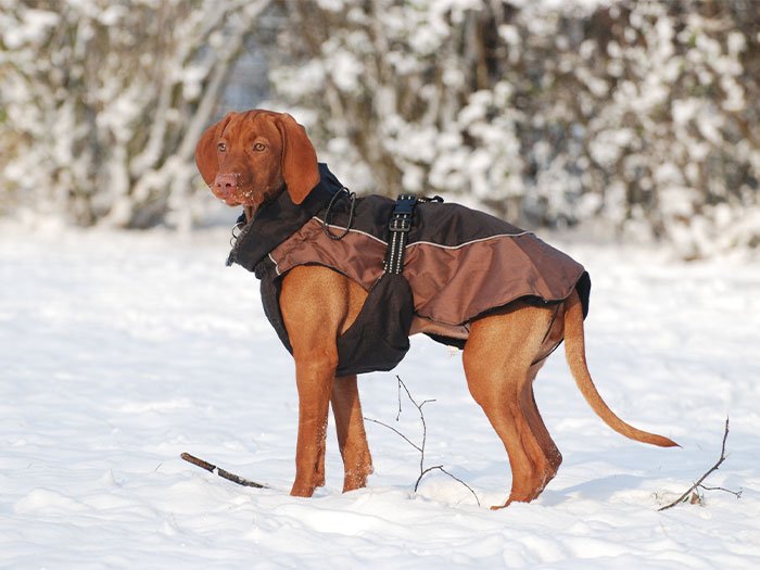 Best dog jacket for every weather condition