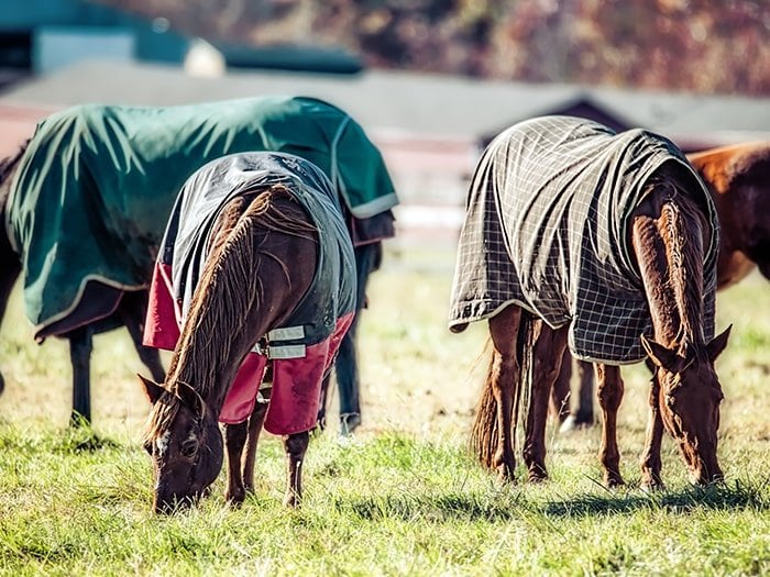 Horses grazino in field wearing blankets