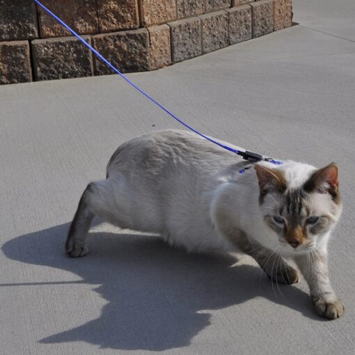 Coastal Pet Products Red Cat Leash - 6 ft L