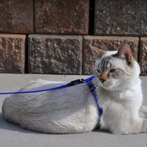 Coastal Pet Products Red Cat Leash - 6 ft L