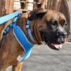 Coastal Pet Products Comfort Soft XS Dog Harness – Blue Lagoon