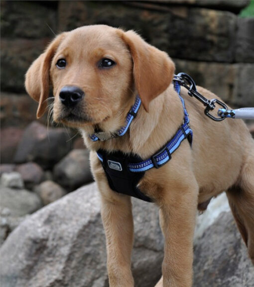 Coastal Pet Products K9 Explorer Adjustable Dog Collar