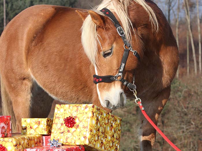 Christmas Gifts For Horse Lovers