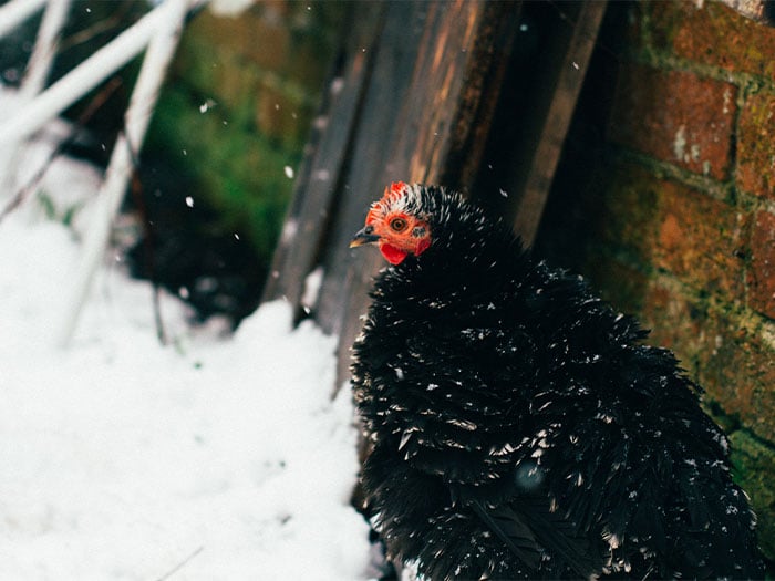 Black chicken in the snow
