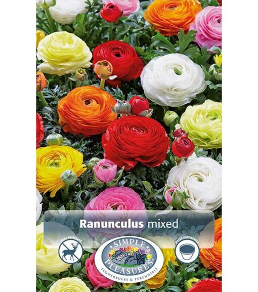 Ranunculus Mixed 