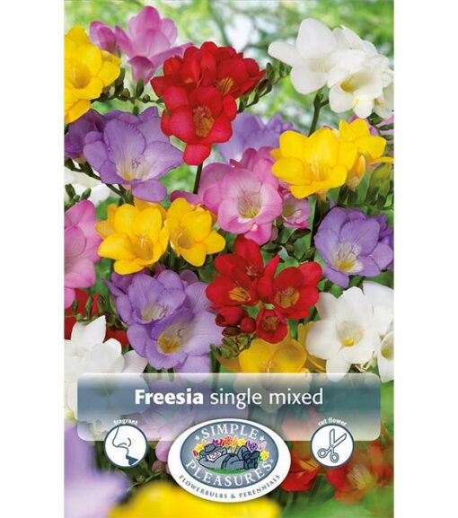 Freesia Mixed Single Colors