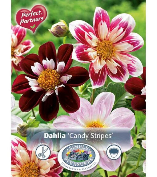 Simple Pleasures Dahlia Candy Stripes 3pk