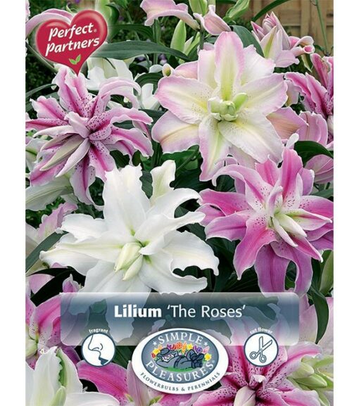 Lilium the Roses Double Flowering Lillies 4pk