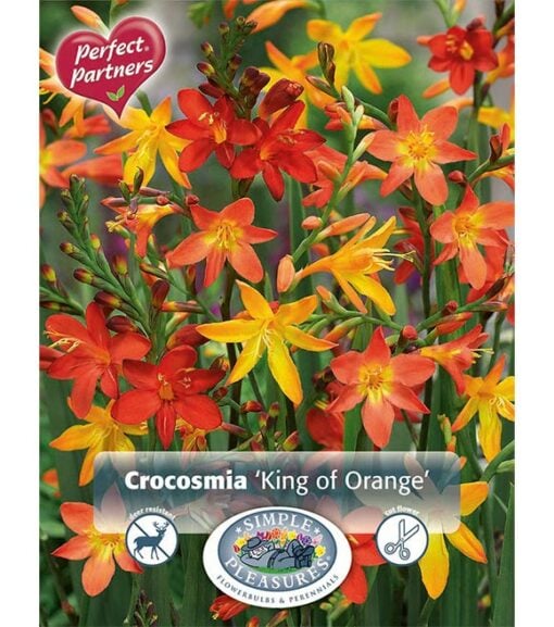 Crocosmia King of Orange