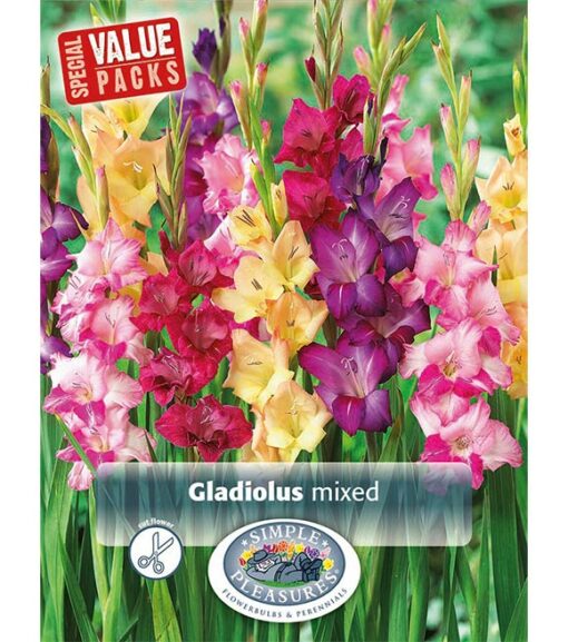 Gladiolus Giant Mixed