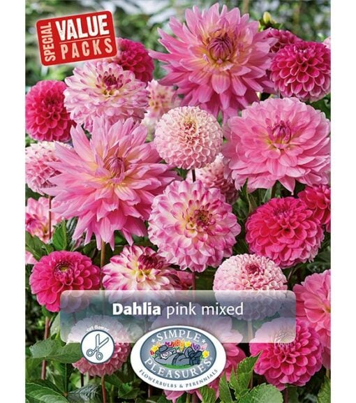 Dahlia Pink Mixed