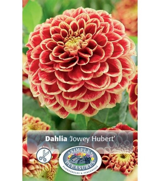 Dahlia Jowey hubert