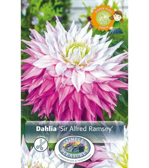 Dahlia Sir Alfred Ramsey