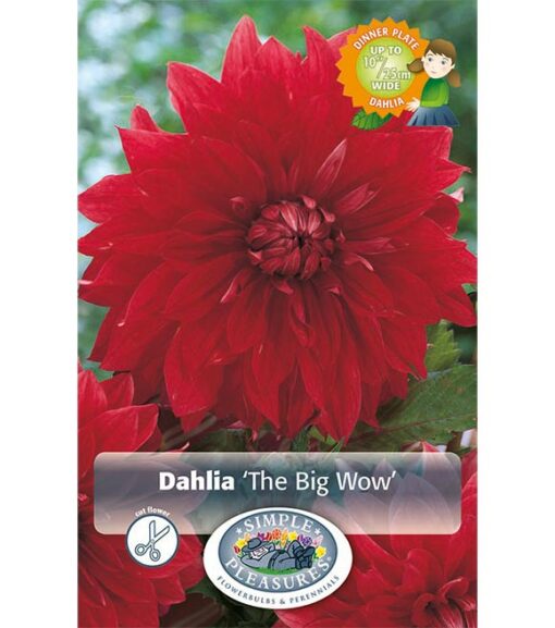 Dahlia The Big Wow