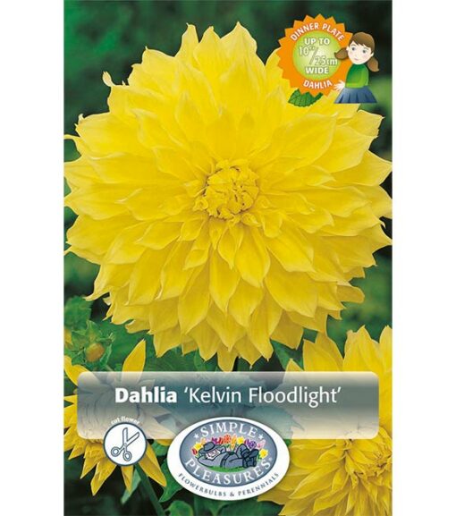 Dahlia Kelvin Floodlight