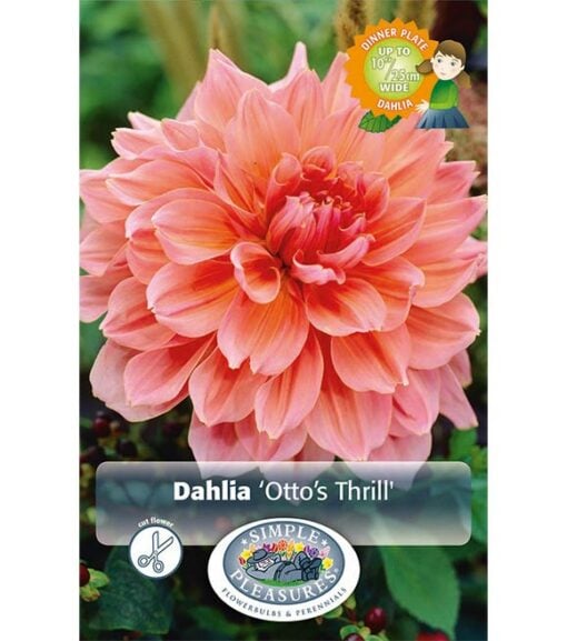 Dahlia Otto's Thrill